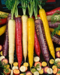 SEEDS - Carrot Rainbow 